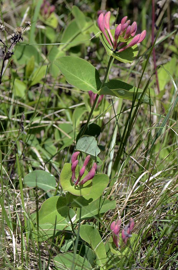 Lonicera caprifolium / Caprifoglio